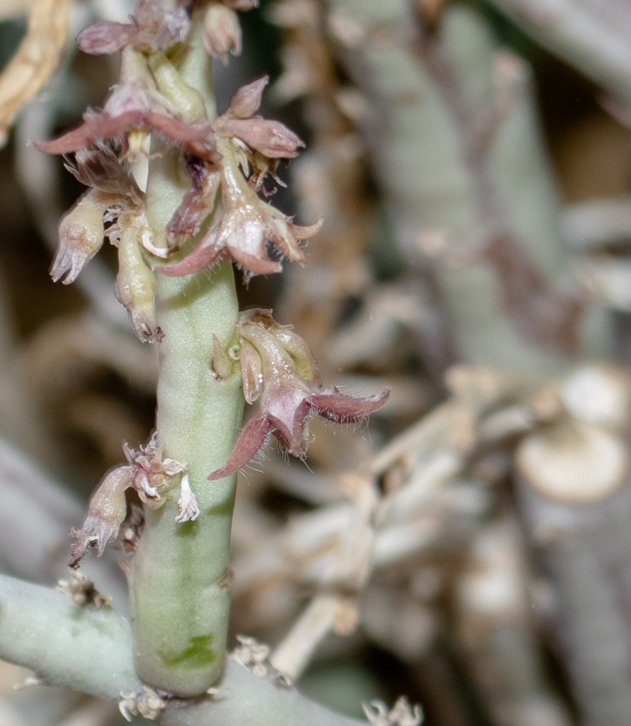 Image of Caralluma sinaica specimen.