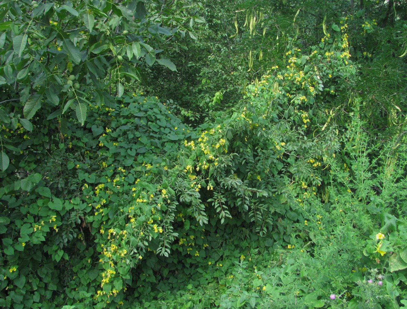 Image of Thladiantha dubia specimen.