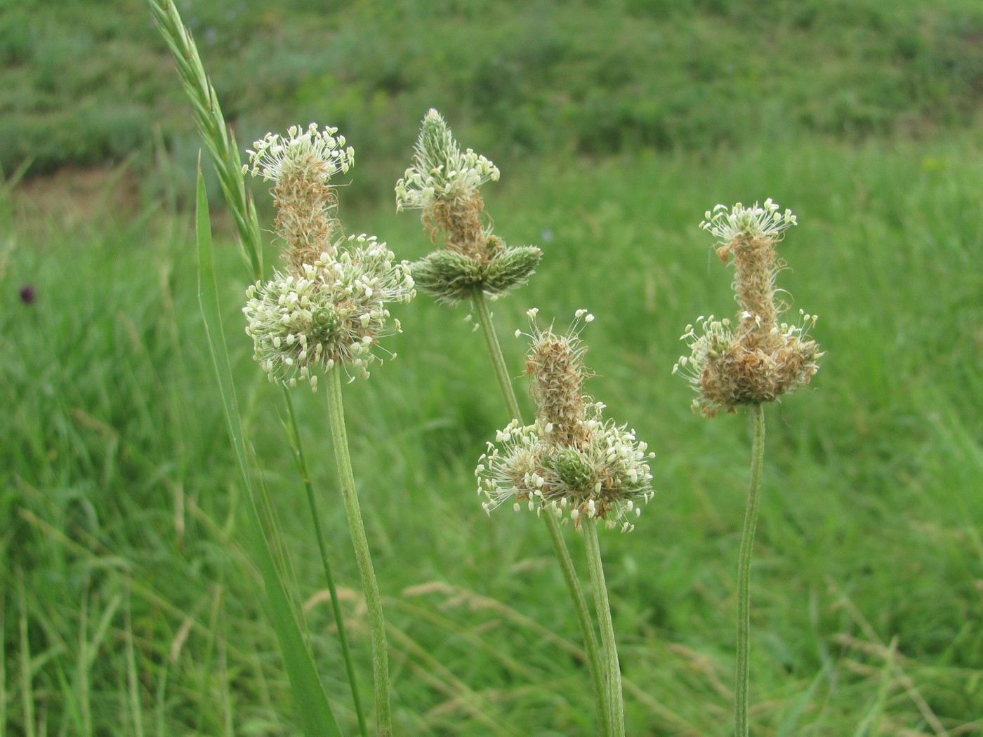 Image of Plantago lanceolata specimen.