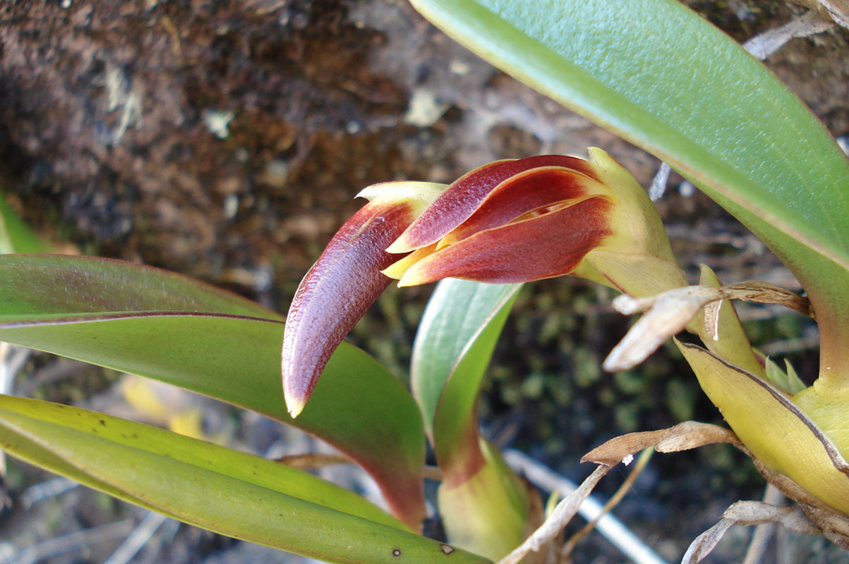 Изображение особи семейство Orchidaceae.