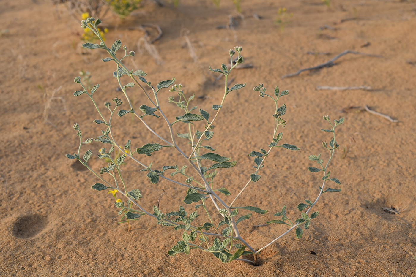 Image of Heliotropium arguzioides specimen.