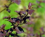 Physocarpus opulifolius