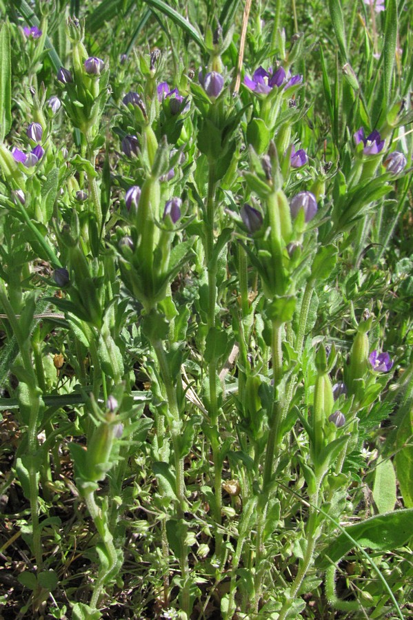 Image of Legousia hybrida specimen.