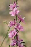 Delphinium camptocarpum