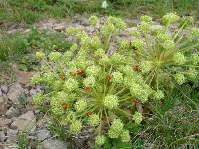 Image of Archangelica brevicaulis specimen.