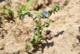 Anagallis arvensis