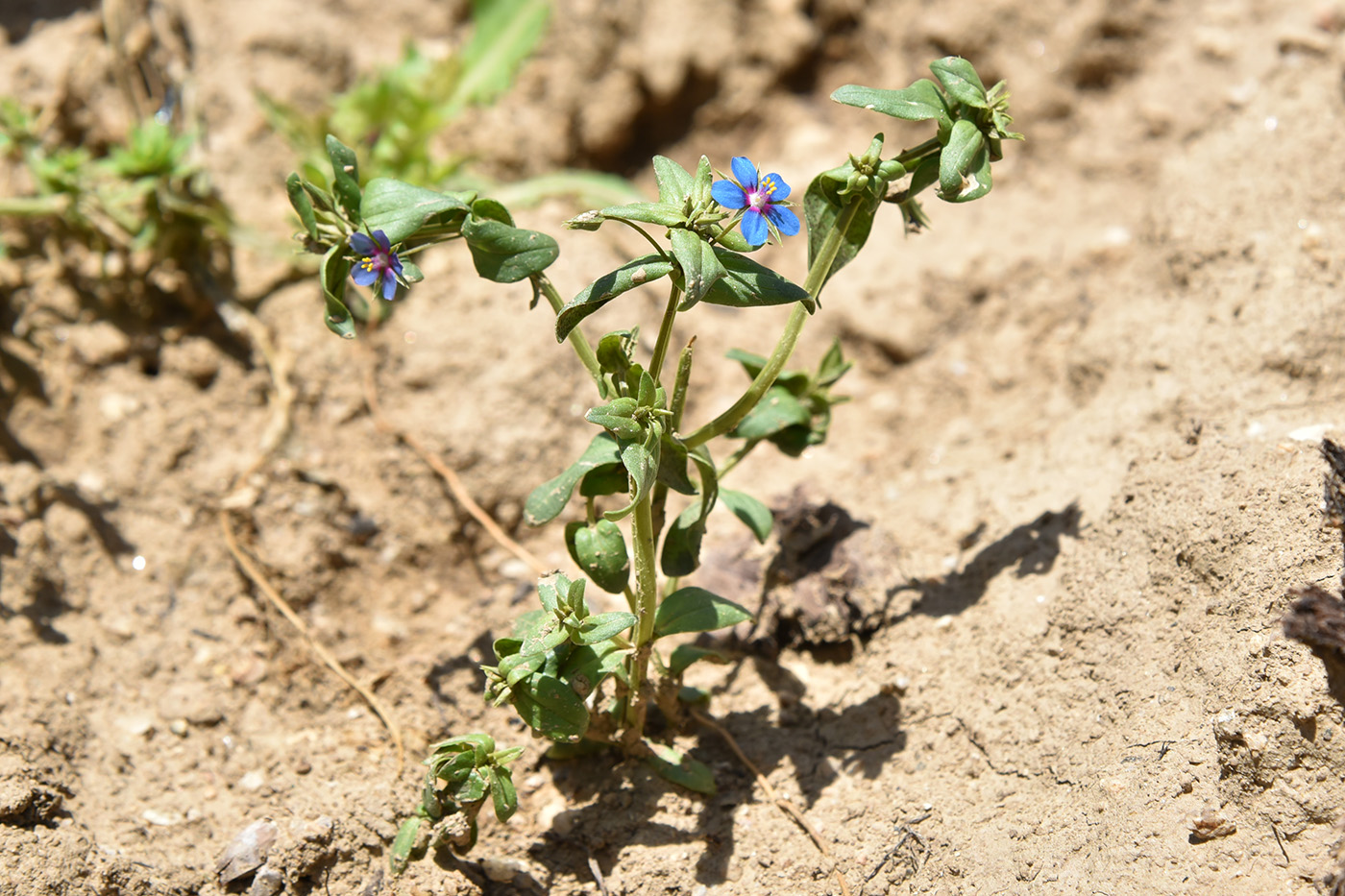 Изображение особи Anagallis arvensis.