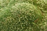 Thylacospermum caespitosum