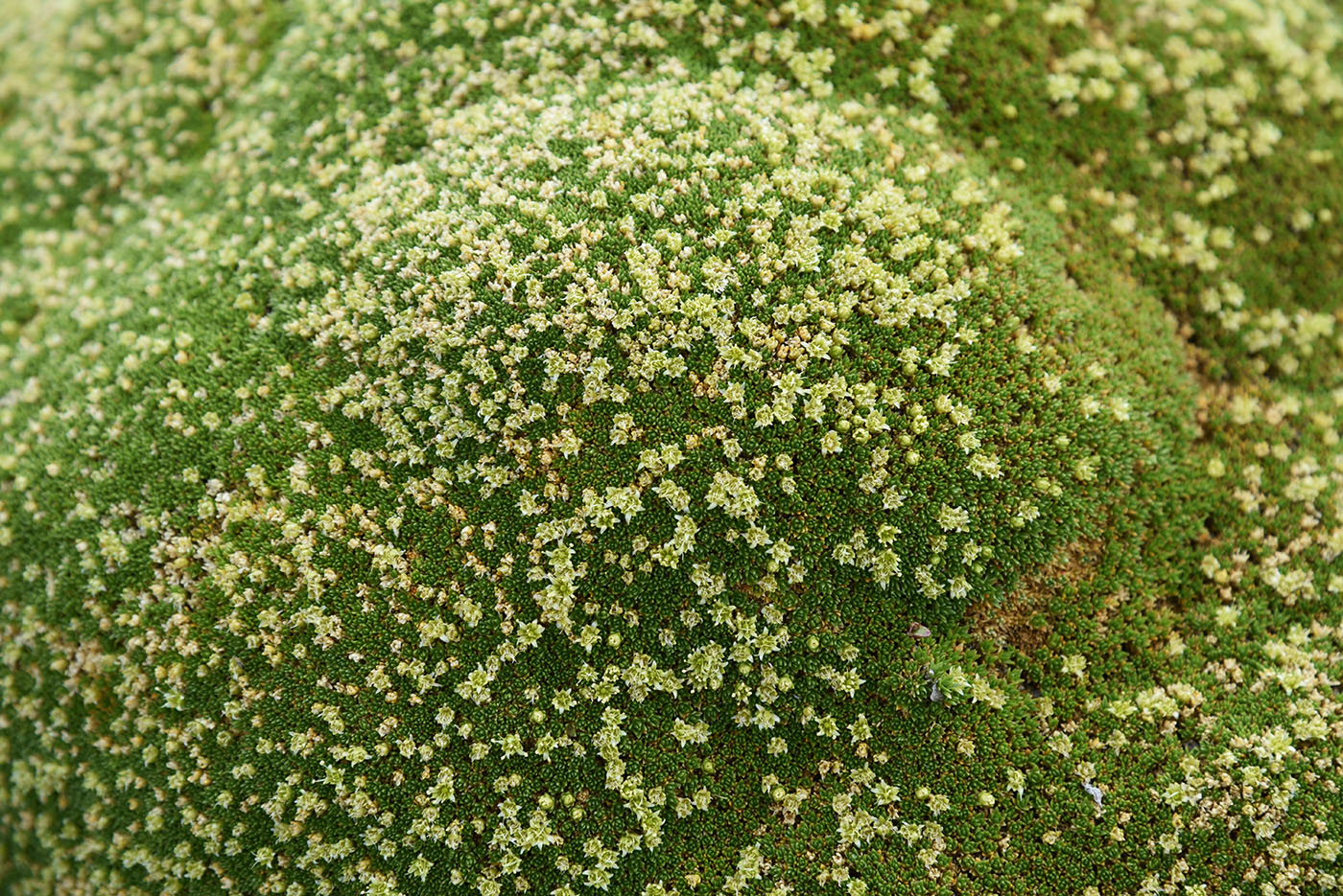 Image of Thylacospermum caespitosum specimen.