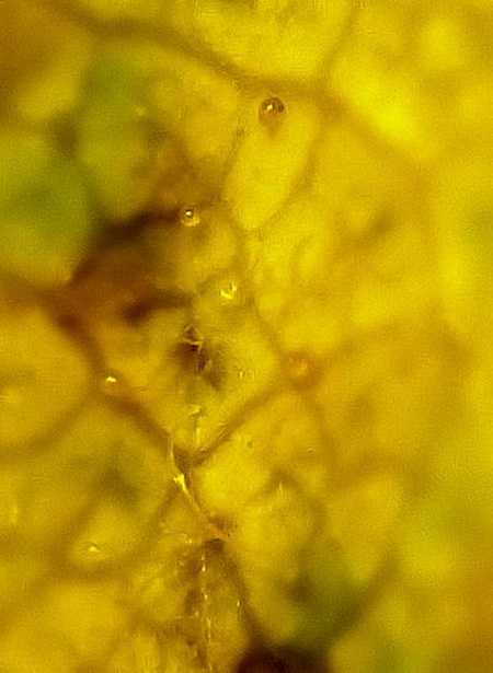 Image of Rosa davurica specimen.