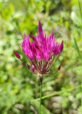 Allium barsczewskii