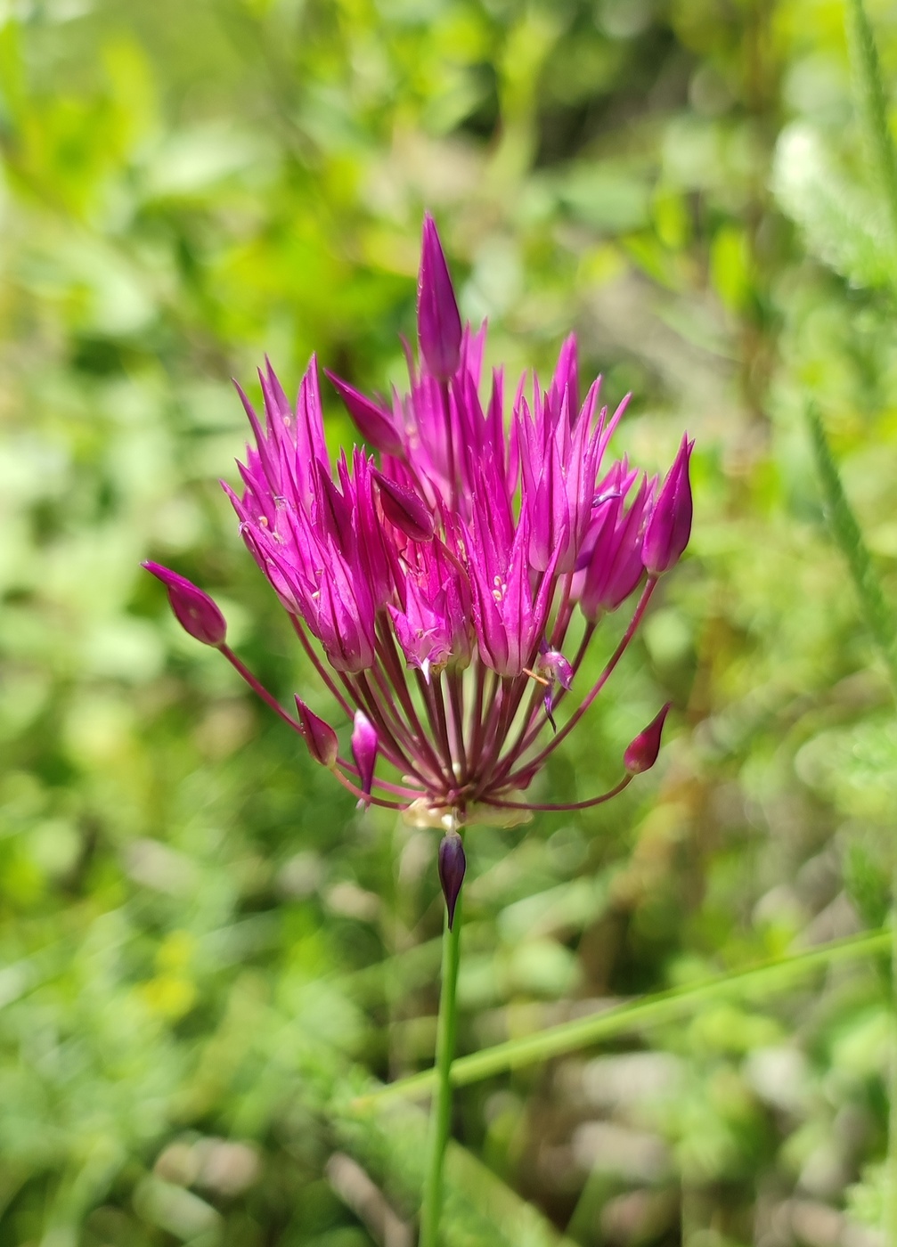 Image of Allium barsczewskii specimen.