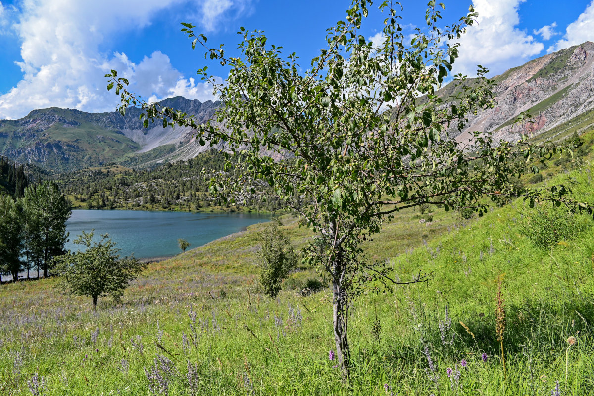 Изображение особи Malus sieversii.