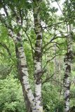 genus Betula. Средние части стволов. Республика Ингушетия, Джейрахский р-н, окр. Озиг, правый берег р. Тетрицкали, выс. 1300 м н.у.м. 22 июня 2022 г.