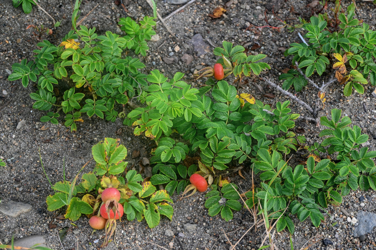 Изображение особи Rosa rugosa.