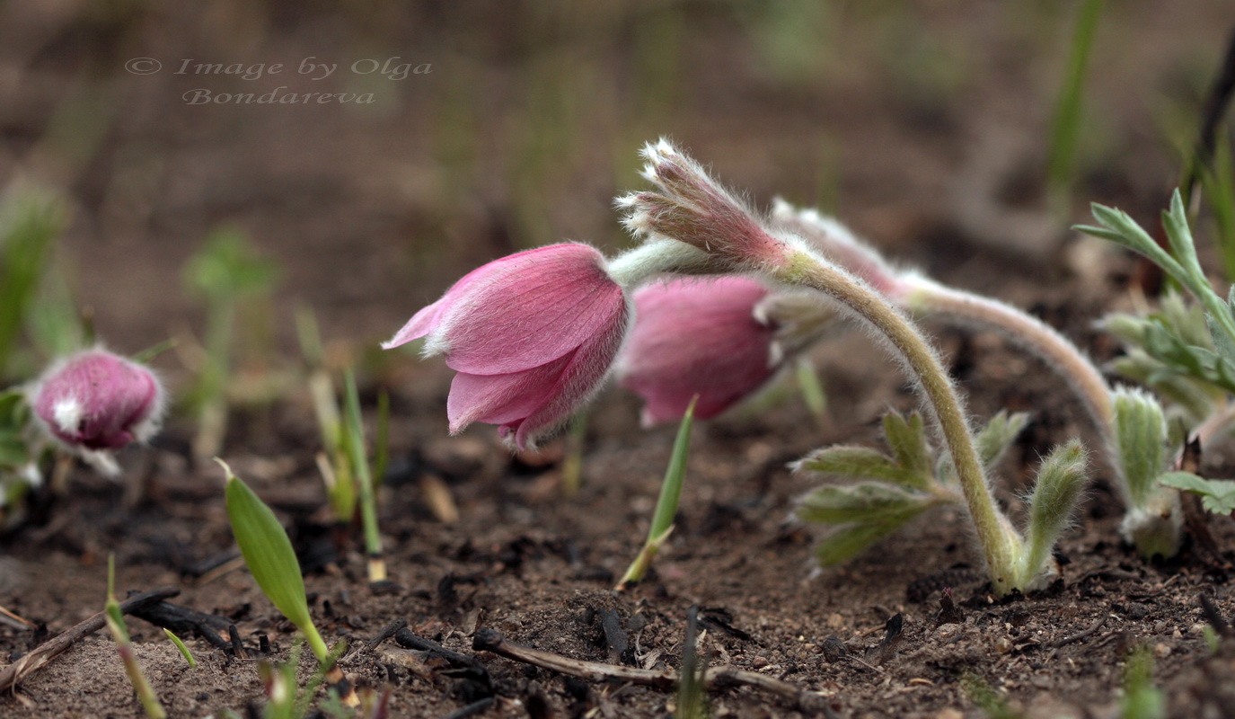 Изображение особи Pulsatilla chinensis.