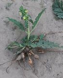 Phlomoides labiosa