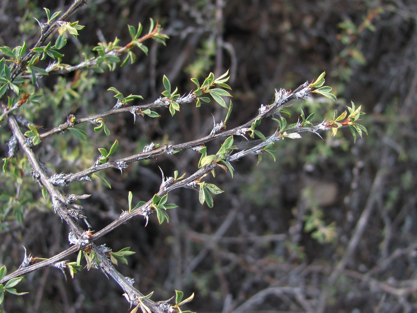 Image of Caragana grandiflora specimen.