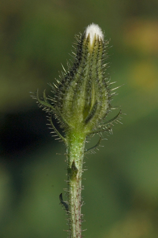 Изображение особи Picris nuristanica.