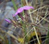 Dianthus versicolor