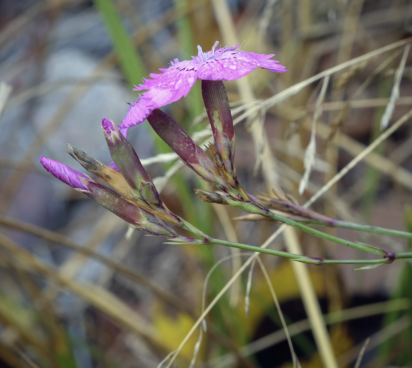 Изображение особи Dianthus versicolor.