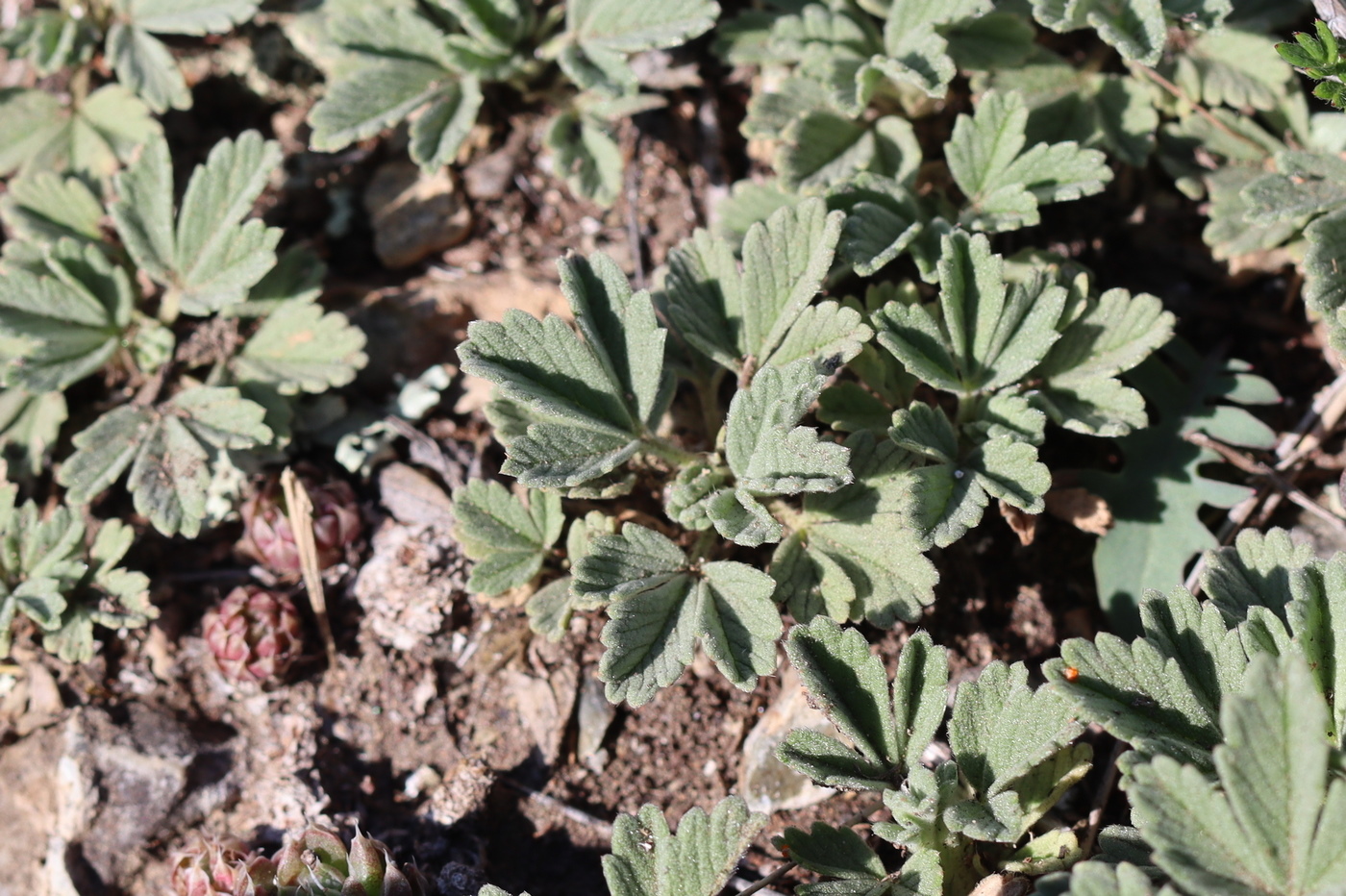 Image of Potentilla acaulis specimen.