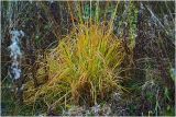 Molinia caerulea. Плодоносящее растение. Московская обл., Раменский р-н, окр. ж.-д. платформы Хрипань, просека под ЛЭП, окраина леса. 22.09.2007.