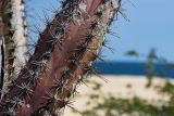 Смотреть изображение семейство Cactaceae
