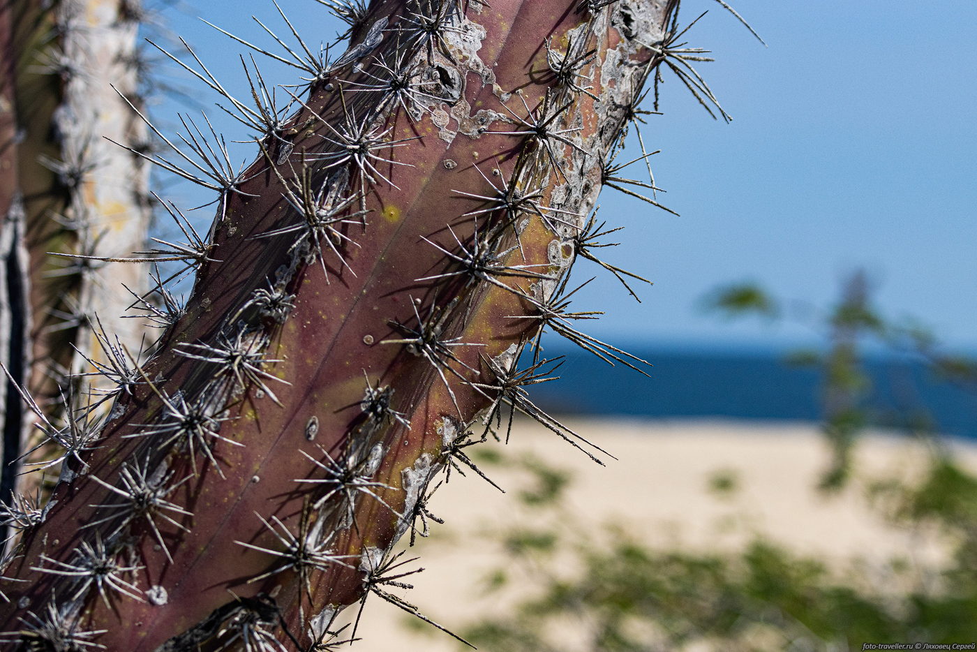 Изображение особи семейство Cactaceae.