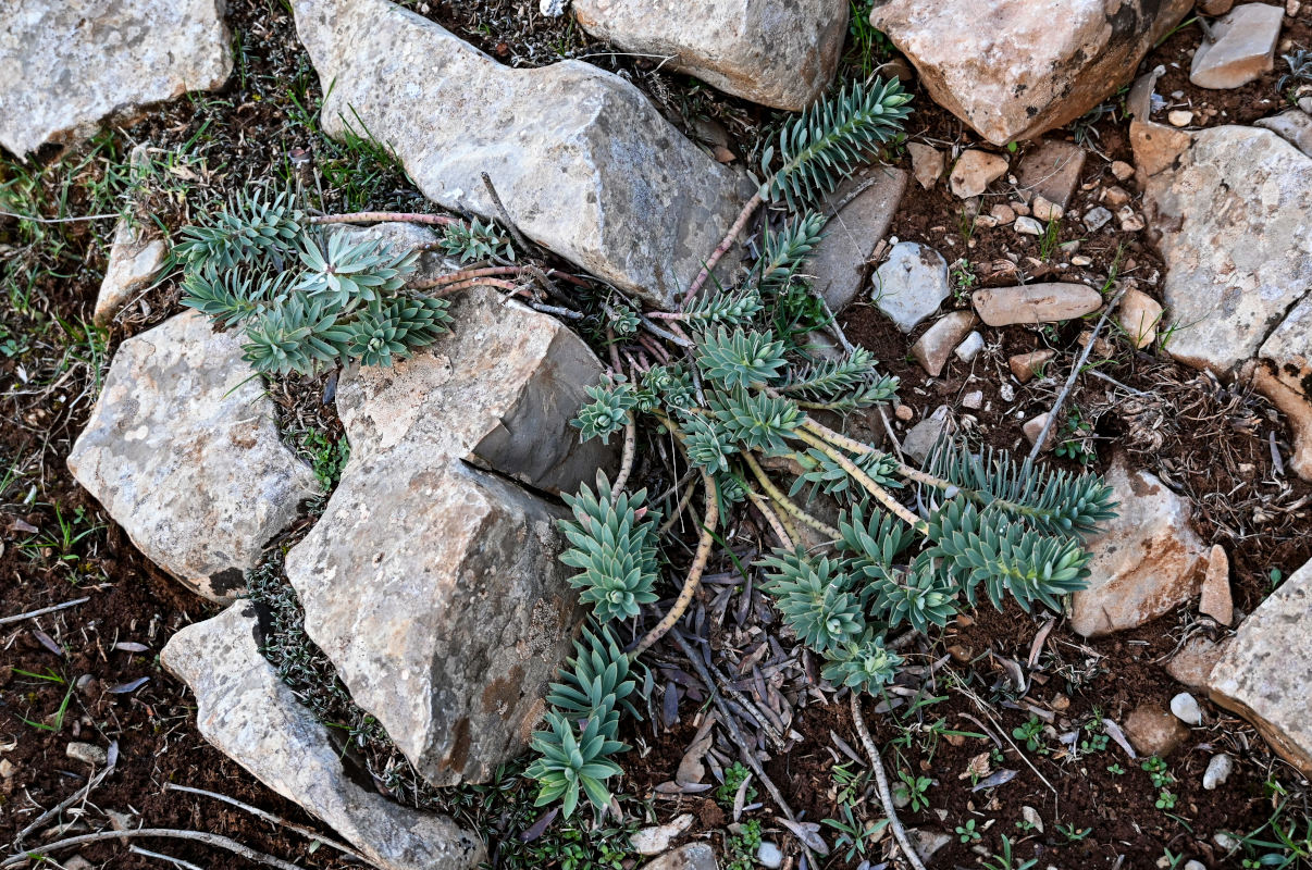 Image of Euphorbia rigida specimen.