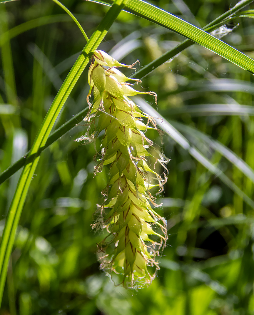 Изображение особи Carex vesicaria.