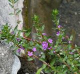 Lythrum hyssopifolia