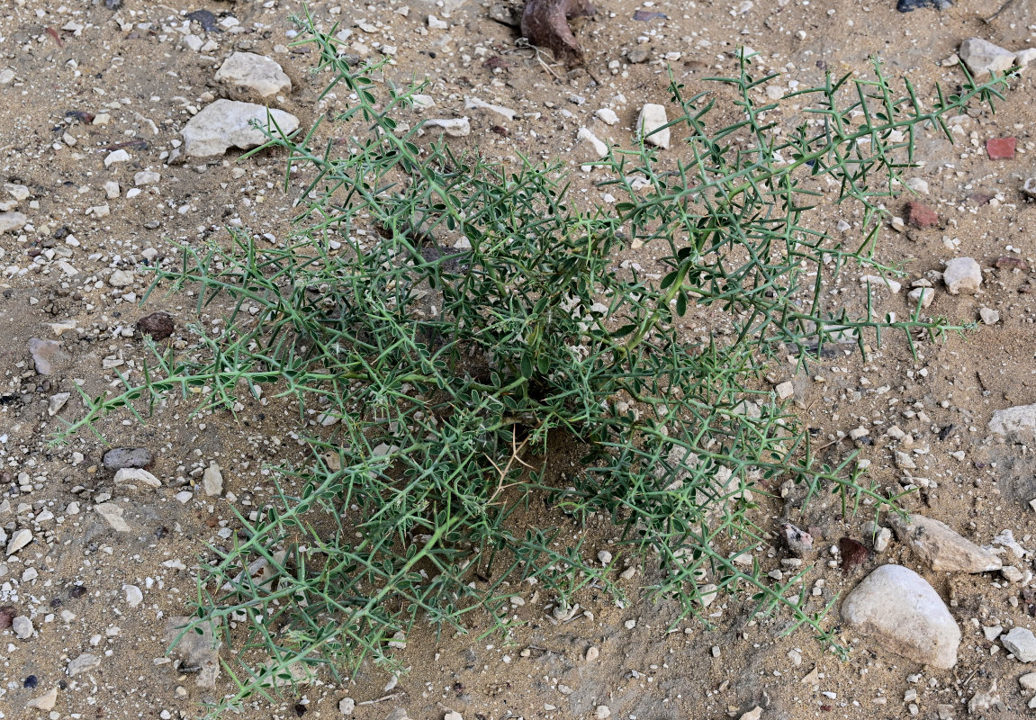 Image of Alhagi maurorum specimen.