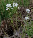 Cardamine pratensis