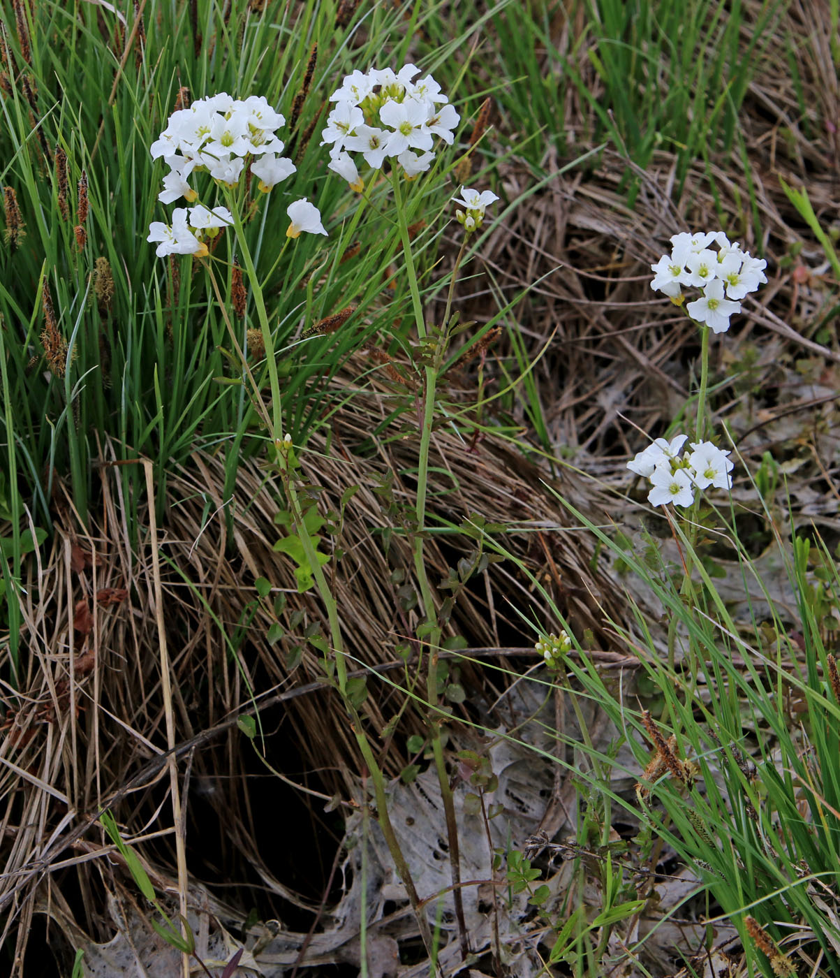 Изображение особи Cardamine pratensis.