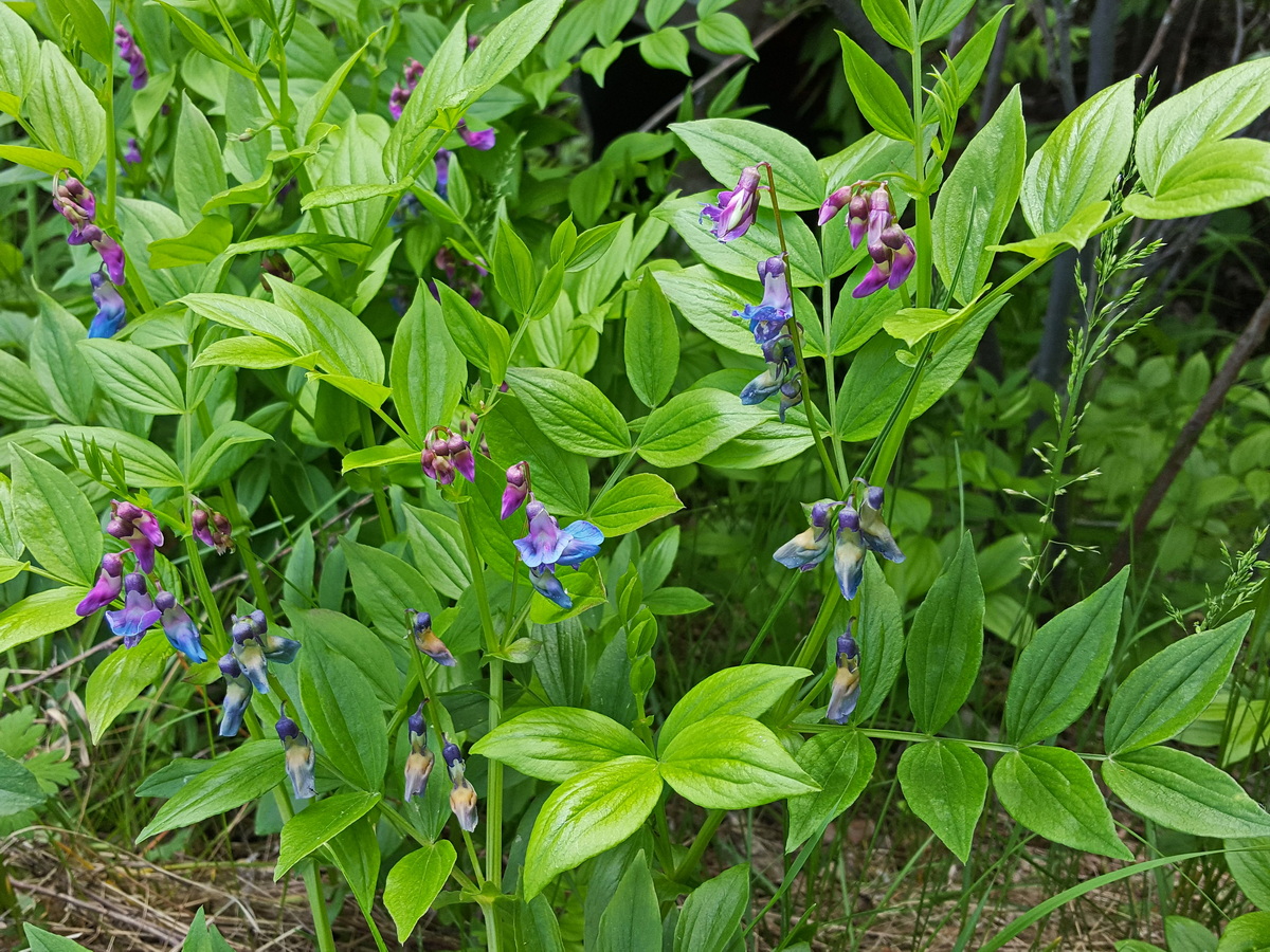 Изображение особи Lathyrus komarovii.