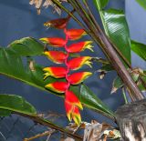 Heliconia rostrata. Часть побега с соцветием. Чили, обл. Valparaiso, провинция Isla de Pascua, г. Hanga Roa, частный двор. 17.03.2023.