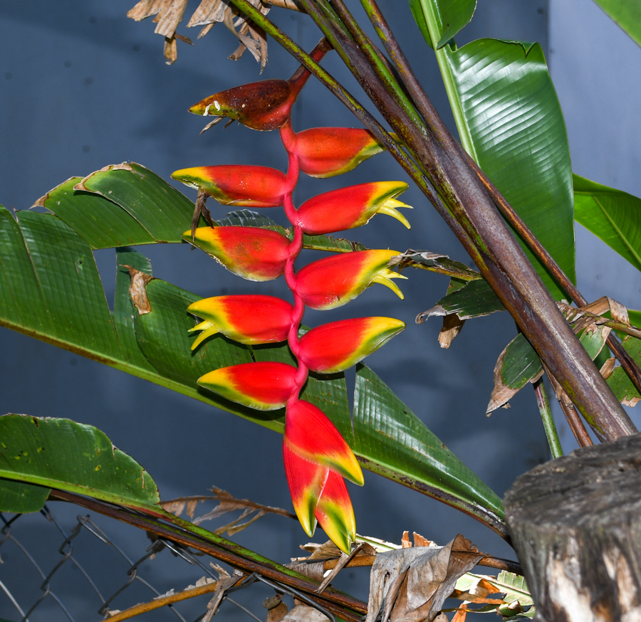 Image of Heliconia rostrata specimen.