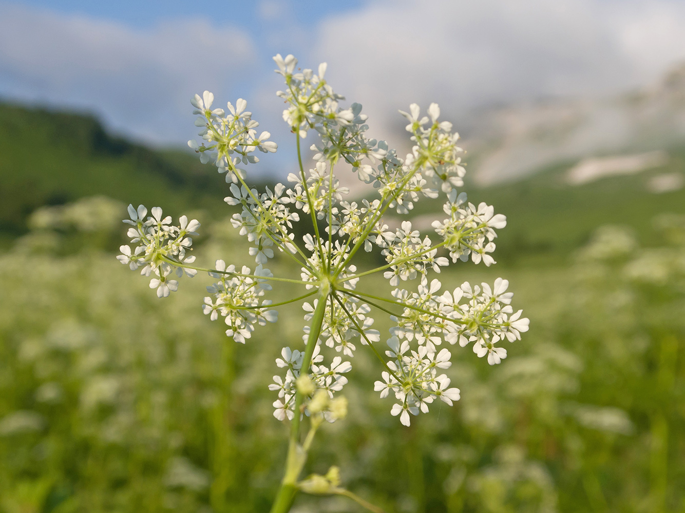 Изображение особи Anthriscus sylvestris var. nemorosa.