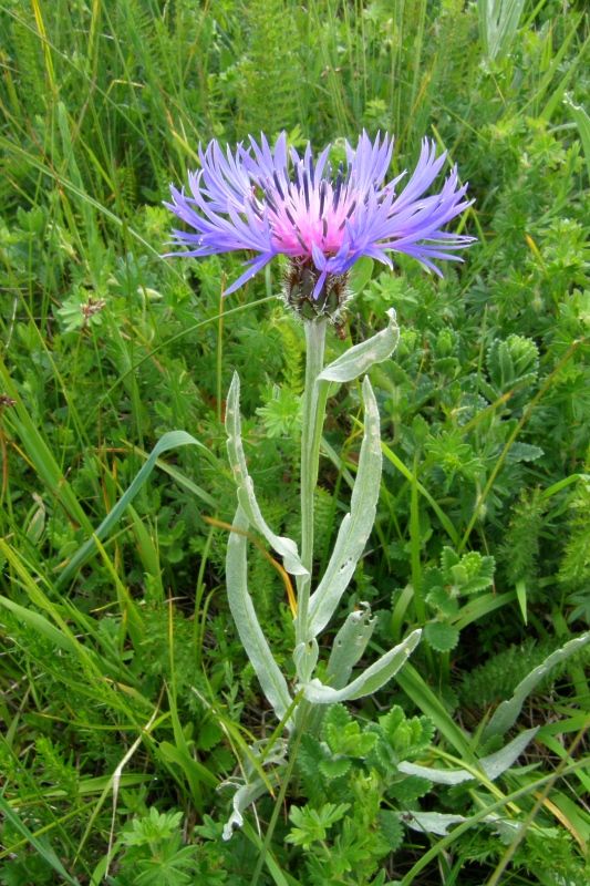 Image of Centaurea fuscomarginata specimen.