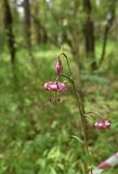 Lilium pilosiusculum. Верхушка цветущего растения. Челябинская обл., Верхнеуфалейский гор. округ, окр. горы Малый Шихан, лиственный лес. 2 июля 2023 г.