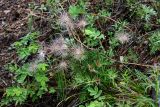 Pulsatilla multifida