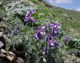 Vicia sosnowskyi