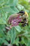 Trifolium pratense