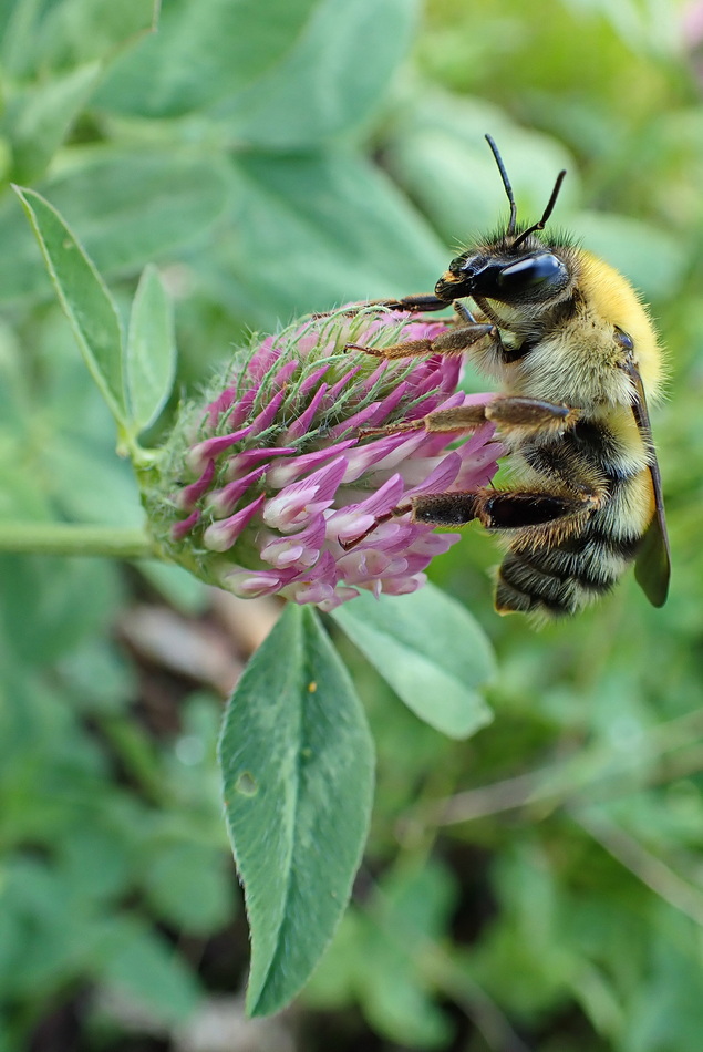 Изображение особи Trifolium pratense.