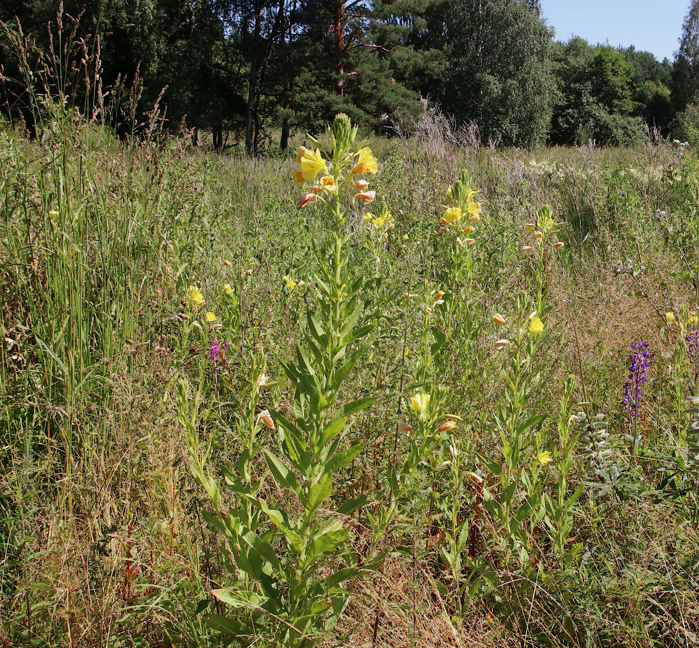 Изображение особи Oenothera biennis.