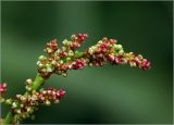 Rumex acetosa. Соцветие с бутонами. Московская обл., Раменский р-н, окр. дер. Хрипань, садовый участок. 05.06.2023.