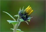 Helianthus annuus. Верхушка побега с раскрывающимся соцветием. Московская обл., Раменский р-н, окр. дер. Хрипань, садовый участок. 22.09.2023.