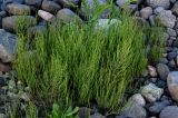 Equisetum arvense