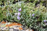 Oxytropis chionobia